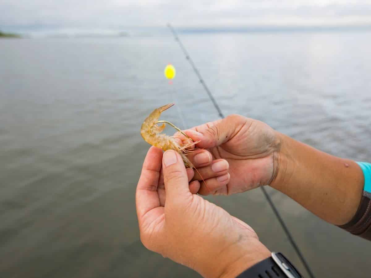 Cuál es el mejor cebo para pescar en el mar